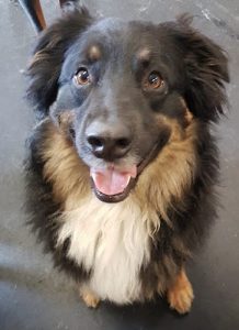 Playful Paws Dog Daycare & Training Facility