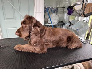 L’Atelier Canin Nominingue