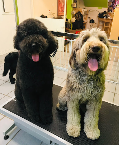 Toilettage Ouaf Woof Groom