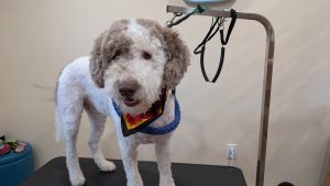 Woof Woof Grooming & Pet Hotel