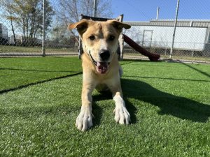 Paws Pet Pad – Dog Daycare Edmonton