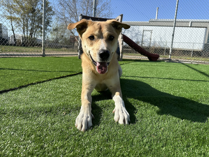 Paws Pet Pad – Dog Daycare Edmonton