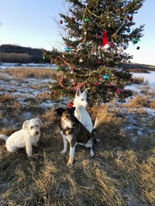 The Dog Nanny Edmonton: SMALL/MEDIUM Dog boarding and Daycare (aka Paw Trotters Edmonton)