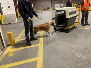 Haptrans Pet Relocation – Eastern Canada Division
