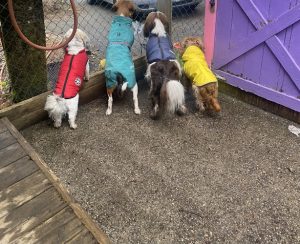 Hugs & Kisses Doggie Daycare Inc.