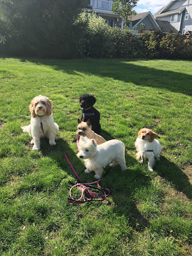 Petplayland Pet Care Services