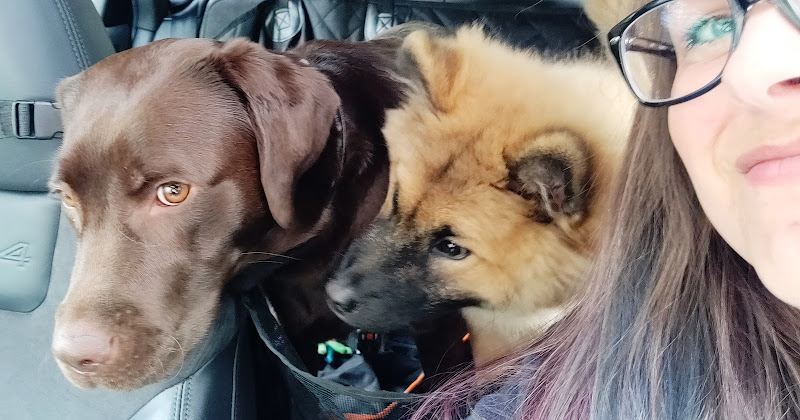 Purple Paws™ Pet Sitting