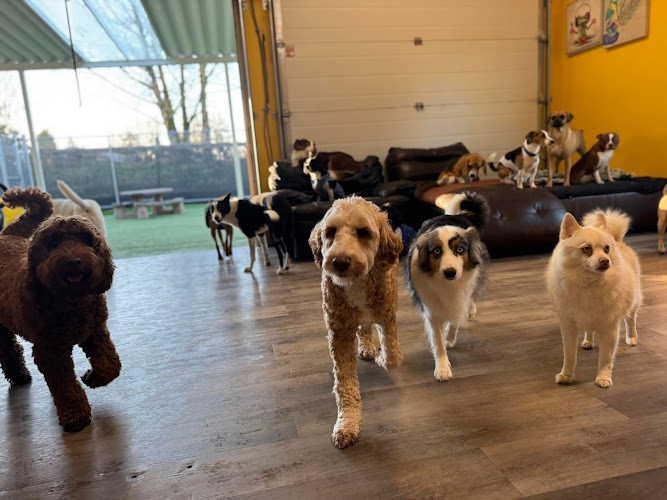 Adele’s Doggie Daycare