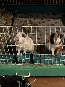 Crystal’s Pet Services (Guinea Pig & Rabbit boarding)
