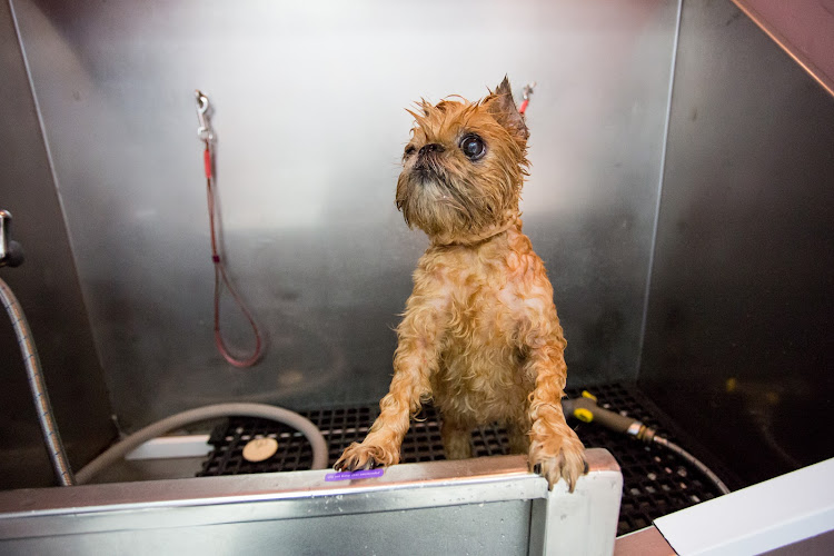 Posh Pooch Doggy Daycare & Spa