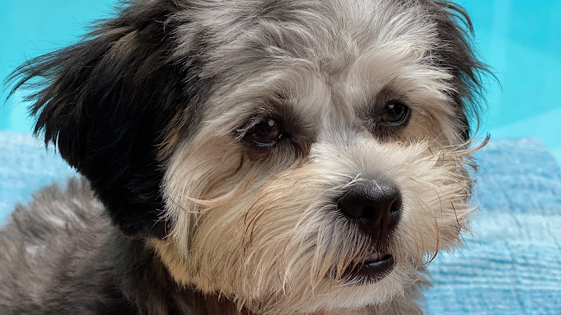 A & R Country Kennel