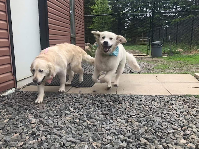 Four Paws Ready Inn – Boarding & Athletics