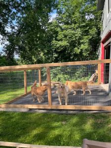 Passion Golden Retriever Lanaudière