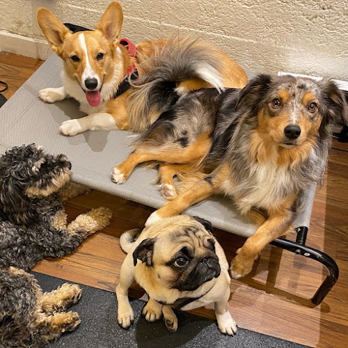 Petite Paws Playcare