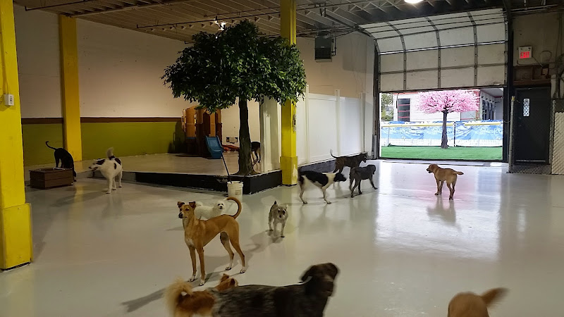 Canine Adventure Den