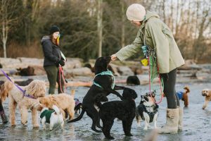 Noelle’s Pet Love Dog Daycare, Training, Boarding & Grooming