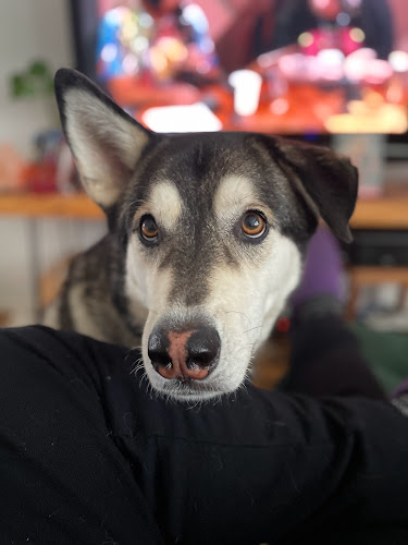 4D Dog Care Vancouver