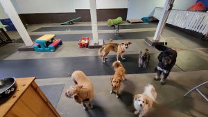 Unleashed K9 Social Club