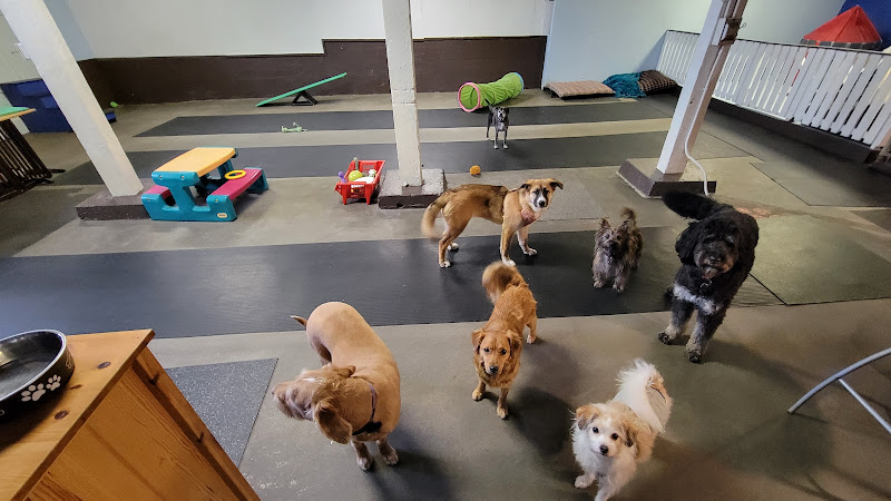 Unleashed K9 Social Club