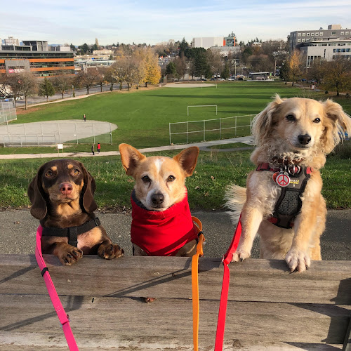 Main Street Dog Care