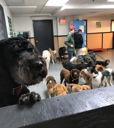Dogcity Dog Daycare