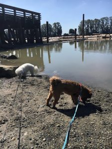 Happy Stays Small-Dog Boarding