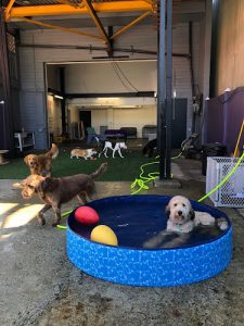 Happy Tails Urban Adventures