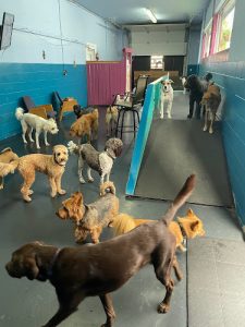 The Re-Treat Doggy Daycare, Burnaby