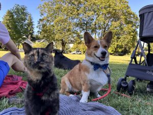 Patiköy Pet Grooming & Daycare