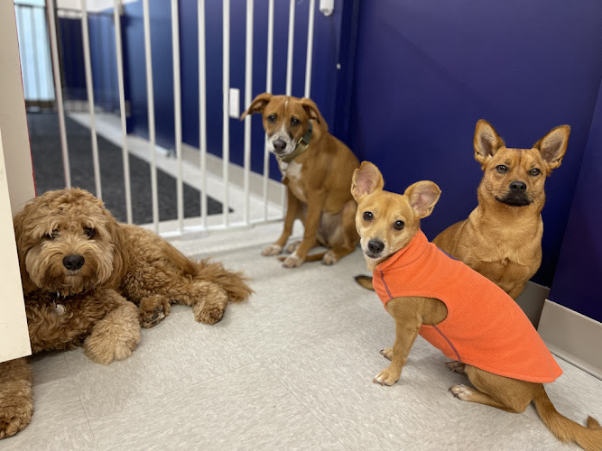 STANLEY BARK – Grooming Daycare Home Board No Sedation Dog Teeth Cleaning