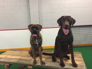 Gus’ Indoor Dog Park and Daycare