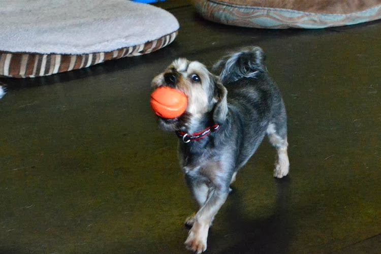 Carefree Canines Doggie Daycare