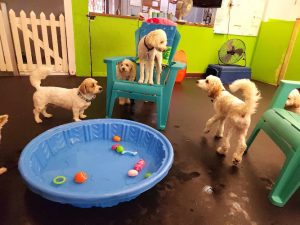 Wag ‘n’ Woof Doggy Daycare