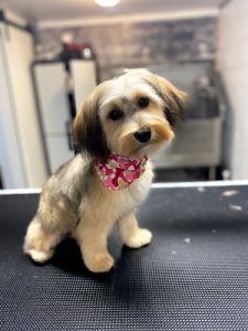 Canine Corner Grooming + Raw