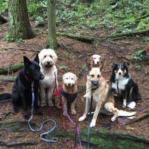 See Spot Run!! Canine Services