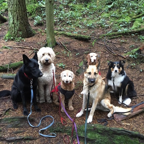 See Spot Run!! Canine Services