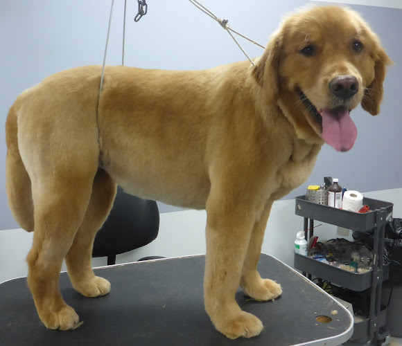 A Spot For Spot Dog Grooming and Daycare