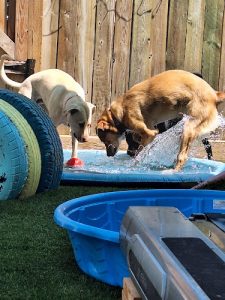Canine Lane Dog Daycare