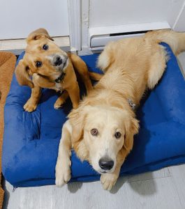 Celebrity Pet Clubhouse For Grooming & Care