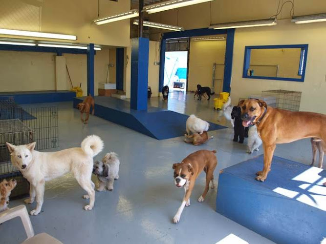 Metro Dogs Daycare & Grooming Salon
