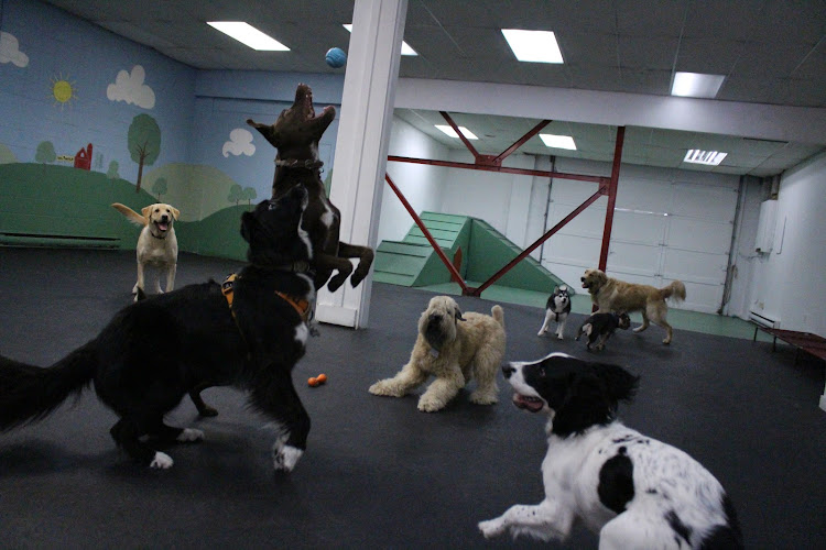 Good Karma Doggie Daycare and Petspa