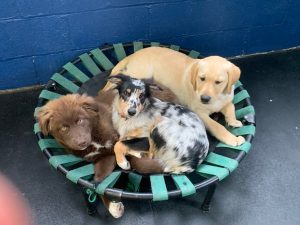 Furry Friends Daycare and Boarding inc