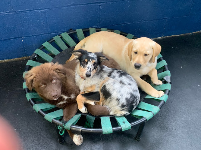 Furry Friends Daycare and Boarding inc