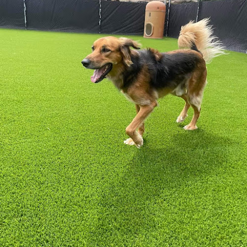 Jet Pet Resort North Shore