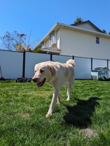 WaggyVille Resort & Spa