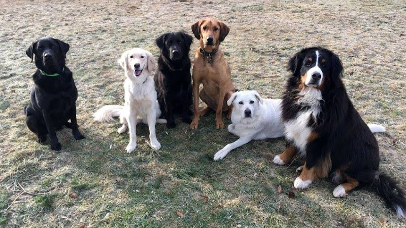 Surrey’s Country Canine Retreat