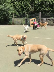 Barks and Recreation Canine Services