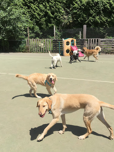 Barks and Recreation Canine Services