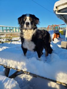 ‘Colleen All Dogs’ Doggie Daycare