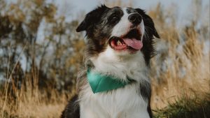 Freddie’s Dog Daycare